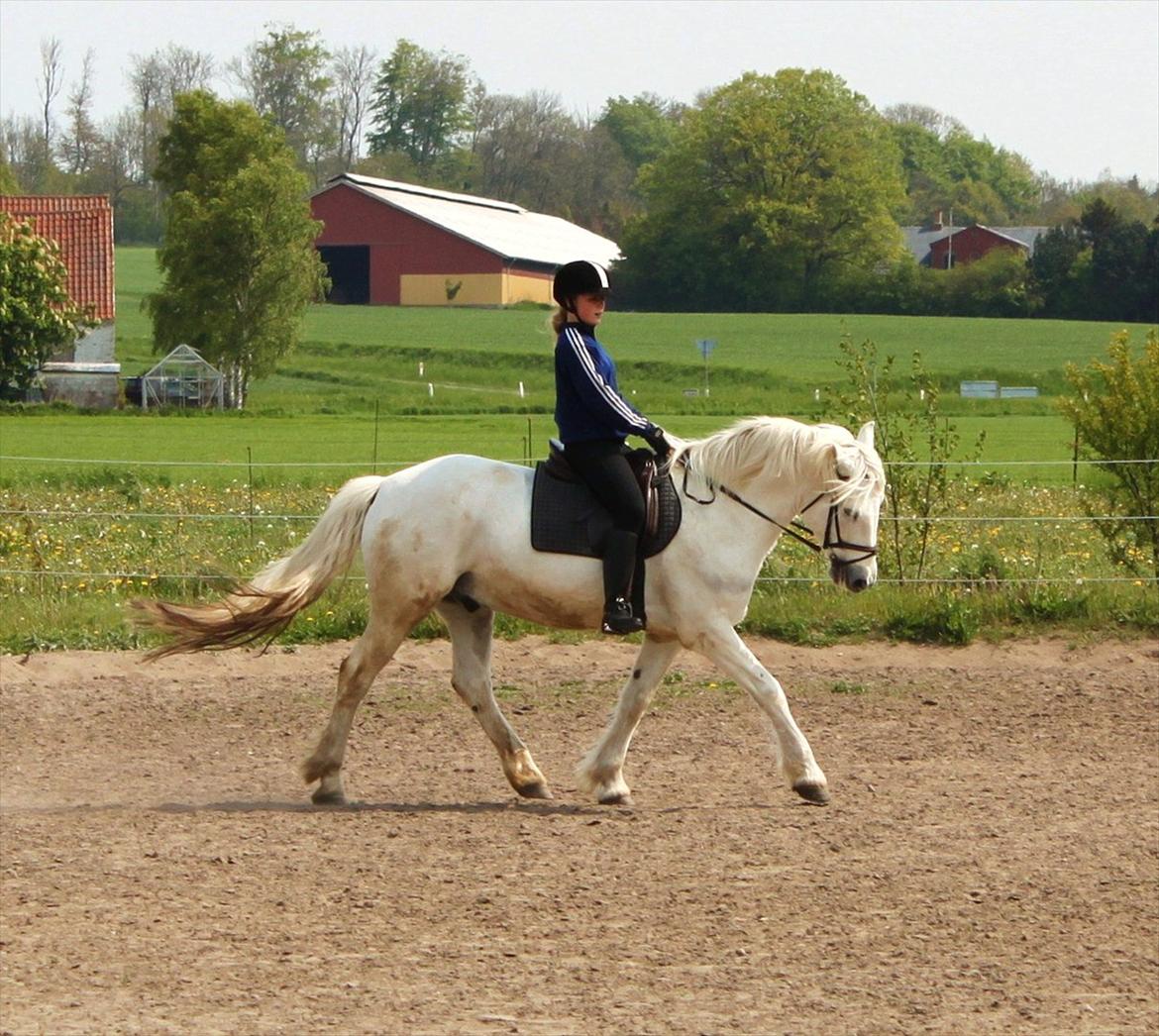 Connemara Columbus - Dressur træning i 2010 :) billede 7