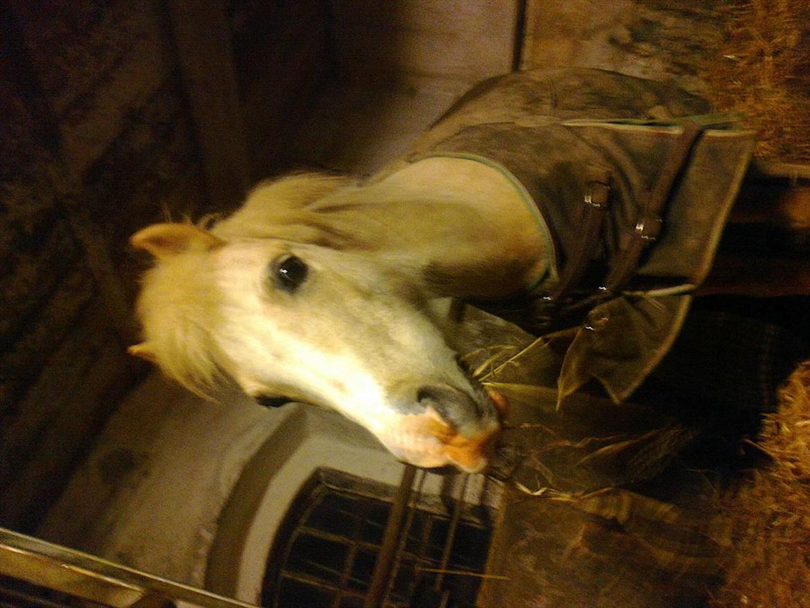 Welsh Mountain (sec A) Emil - Emil elsker mad men er også nysgerrig. Mon man både kan kigge og spise??? billede 13