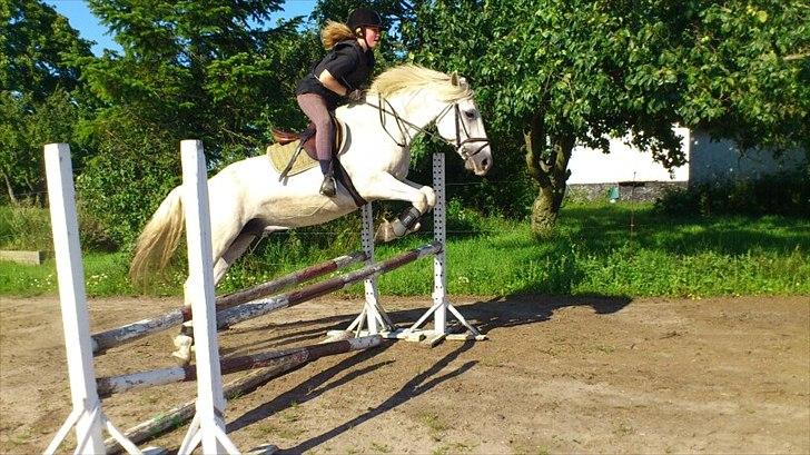 Connemara Columbus - Spring undervisning. 90 cm :) billede 8