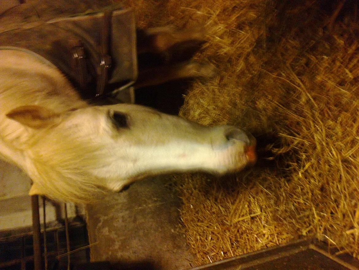 Welsh Mountain (sec A) Emil - mmm. Det smager godt. Hov du stirrer på mig. Må man da lige få lov at spise sin mad i fred?! billede 14