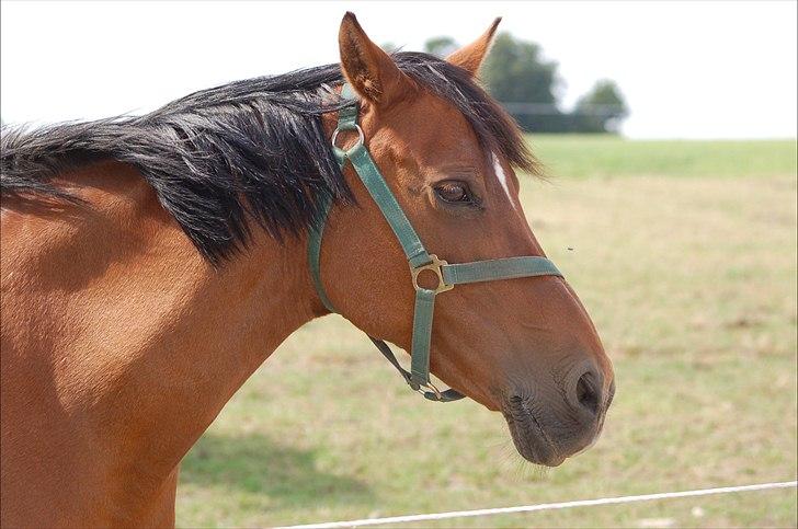 Anden særlig race Yasmin *Spring stjernen* - Yasmin en dejlig sommerdag! (-; billede 14