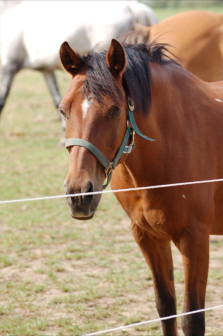 Anden særlig race Yasmin *Spring stjernen* - Beautiful!<3 billede 16