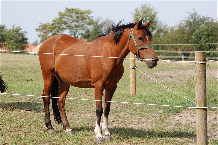 Anden særlig race Yasmin *Spring stjernen* - Velkommen til Yasmin's profil :D billede 1
