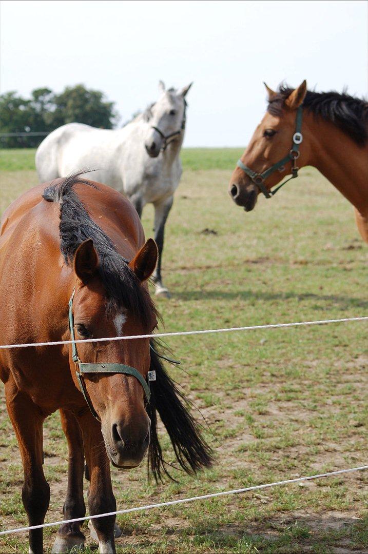 Anden særlig race Yasmin *Spring stjernen* - Dejlige Yasmin på fold med sine venner!:D billede 17