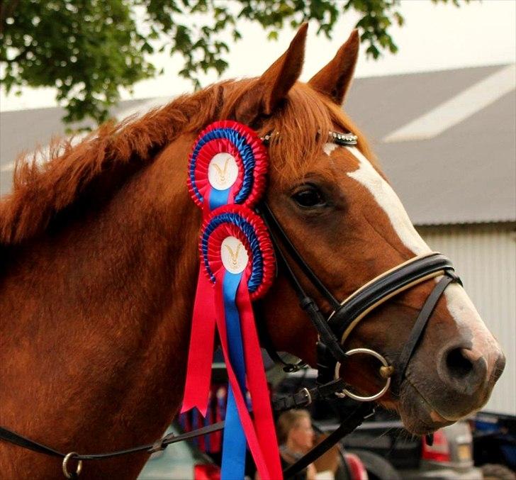 Dansk Varmblod Coam Laquita billede 1