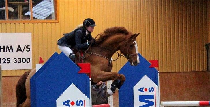 Dansk Varmblod Coam Laquita - LB*. Stævne i Hillerød Februar 2012.
Stjerne hest! billede 2