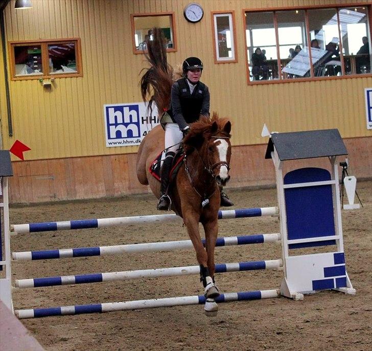 Dansk Varmblod Coam Laquita - LB*. Stævne i Hillerød Februar 2012.
MUMS <3 billede 4