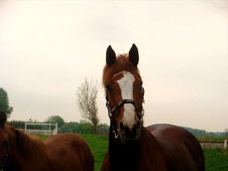 Dansk Varmblod Coam Laquita - På folden ved hendes ejer. billede 5