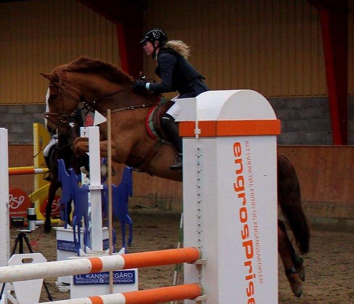 Dansk Varmblod Coam Laquita - LB*. Stævne i Hillerød Februar 2012.
Kom lidt bagefter, men hun er jo en dygtig lille hest.. :-) billede 6