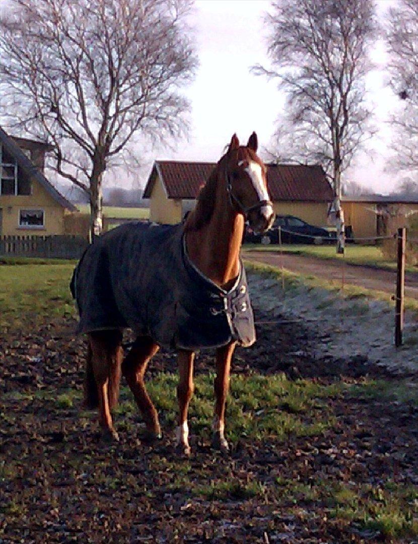 Dansk Varmblod Coam Laquita - Laquita på folden <3 
Undskyld Kvaliteten!! billede 7