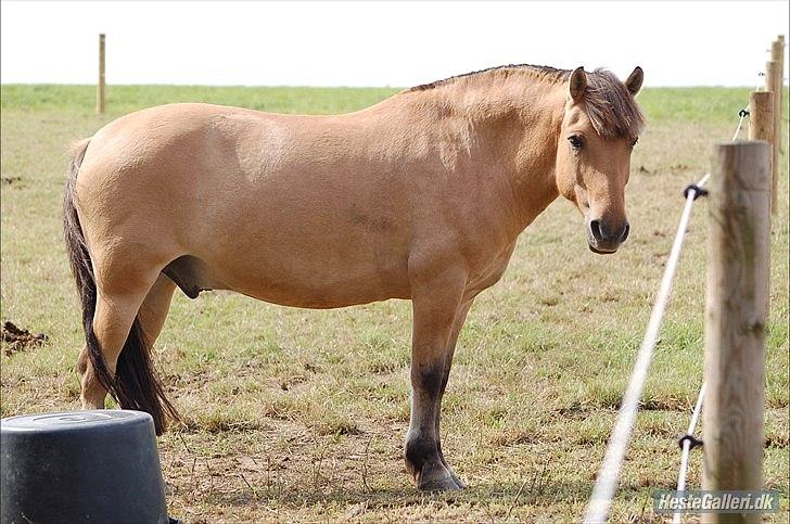 Fjordhest *Freddy* - Velkommen til Freddy's profil :D billede 1