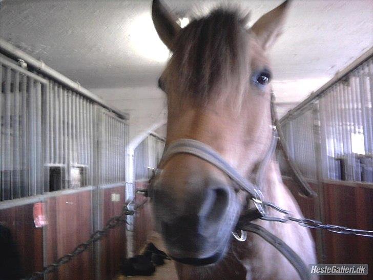 Fjordhest *Freddy* - Freddy på staldgangen :D billede 3
