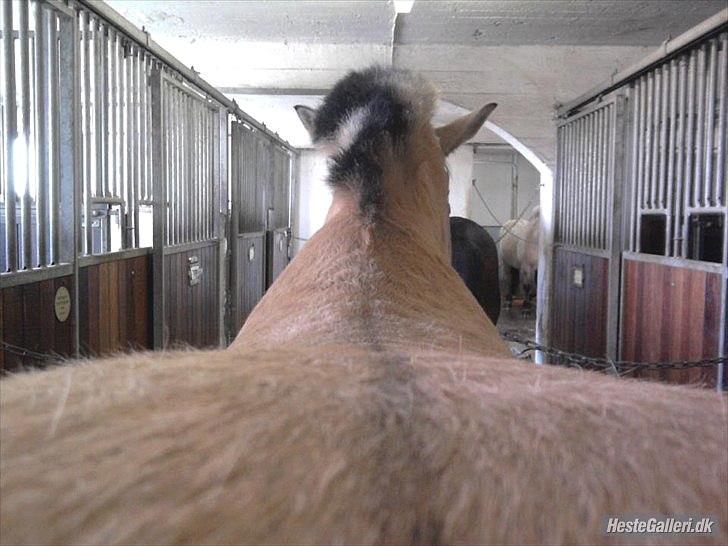 Fjordhest *Freddy* - Tak fordi at i kiggede i Freddy's profil :D billede 9