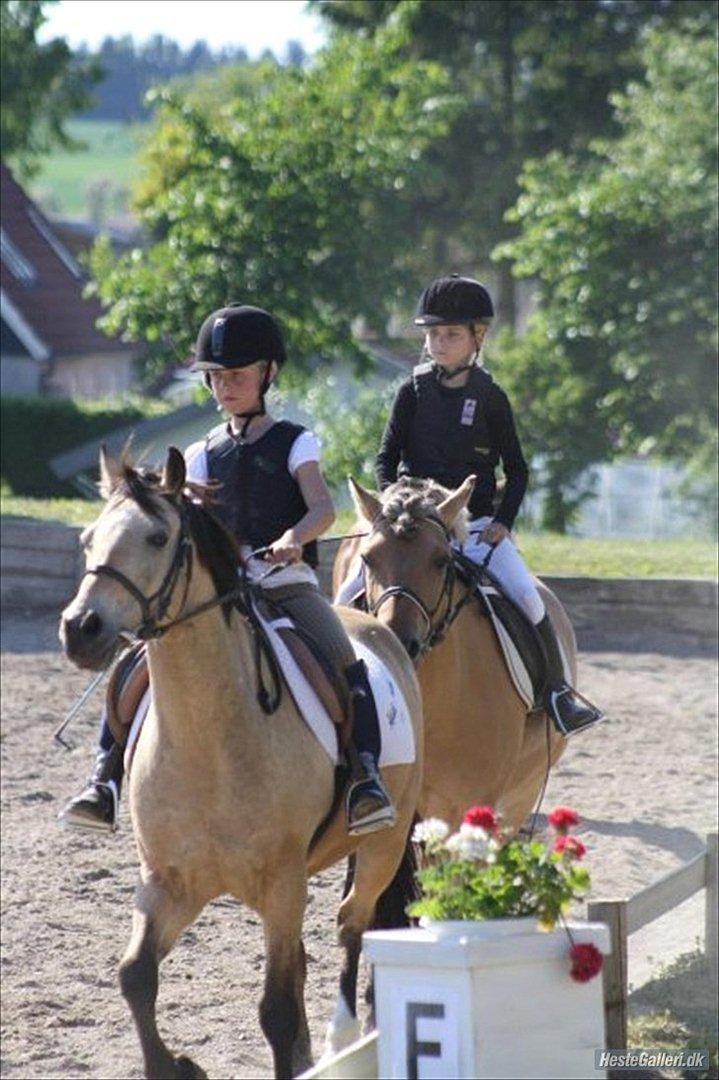 Fjordhest *Freddy* - Freddy til stævne :D billede 6