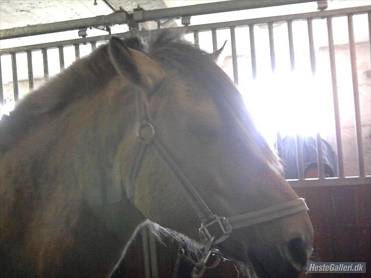 Fjordhest *Freddy* - Freddy på staldgangen :D billede 2