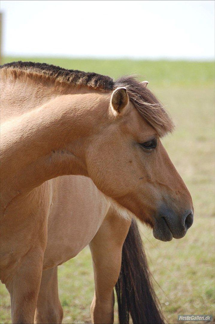 Fjordhest *Freddy* - Freddy på folden :D billede 7