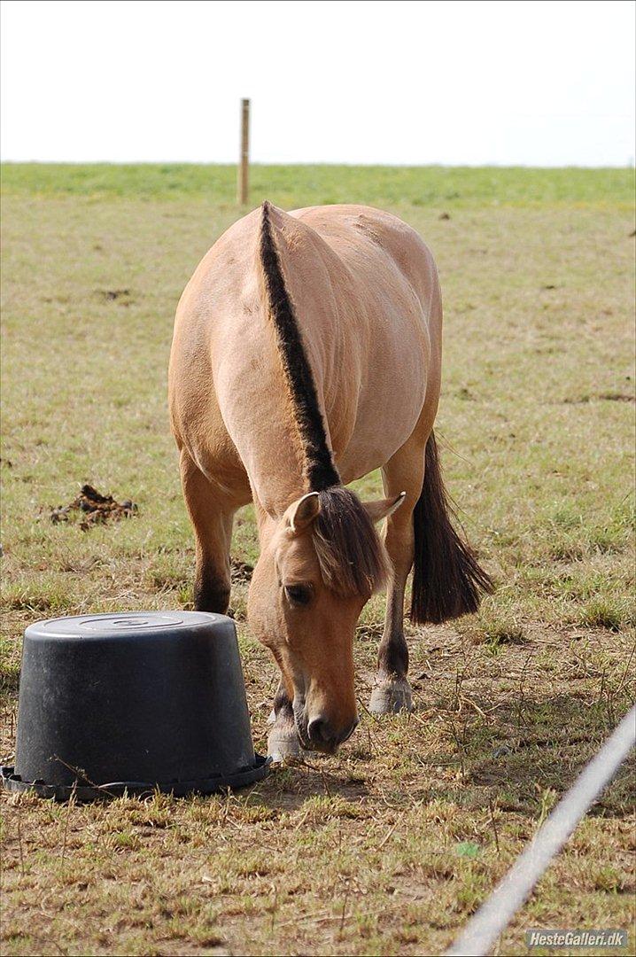 Fjordhest *Freddy* - Freddy på folden :D billede 8
