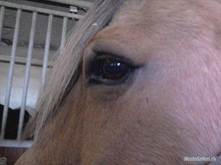 Fjordhest *Freddy* - Freddy's øje :D billede 4