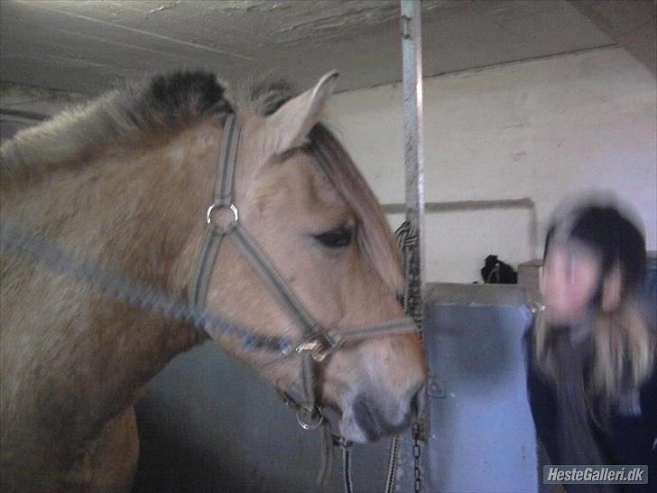 Fjordhest *Freddy* - Freddy i vandspiltovet :D billede 5