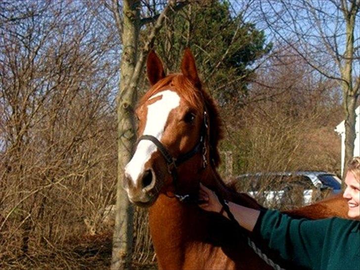 Dansk Varmblod Coam Laquita - Laquita som 3.års inden huun mistede øjet :-) billede 9