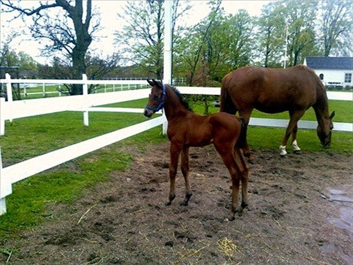 Dansk Varmblod Coam Laquita - Laquita med føller :-)
Føllet er efter Willemoes og er blevet solgt til Sverige :-) billede 10