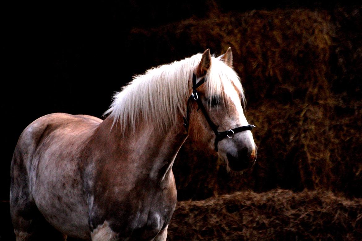 Haflinger Rico mit problembarn! R.I.I :,( !!!! - 13.
a picture is like a frozen memory..<3 
I will always keep this in my heart. 
foto: lykke billede 13