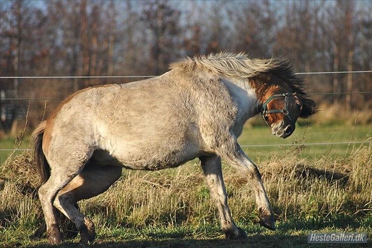 Anden særlig race Gormiti - lånepony - Miti december 2011 billede 8