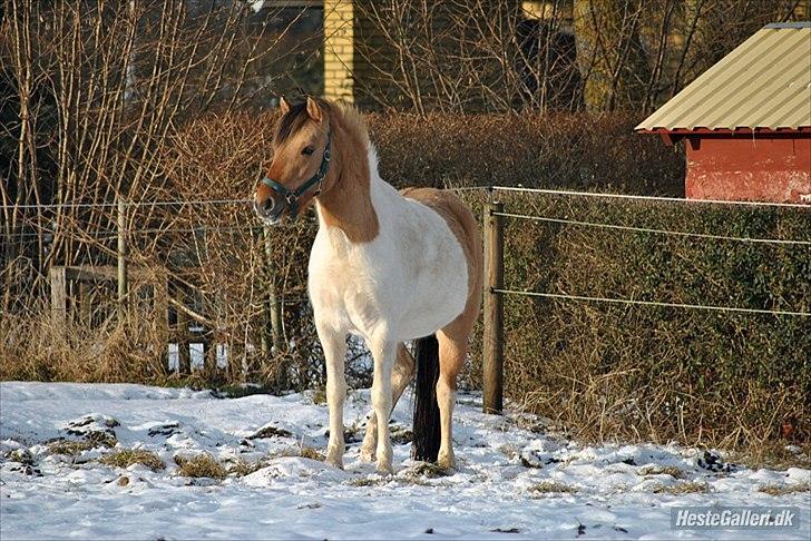 Anden særlig race Gormiti - lånepony - Miti februar 2012 billede 9