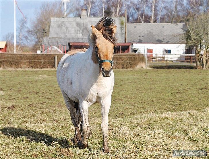 Anden særlig race Gormiti - lånepony - Miti februar 2012 billede 10