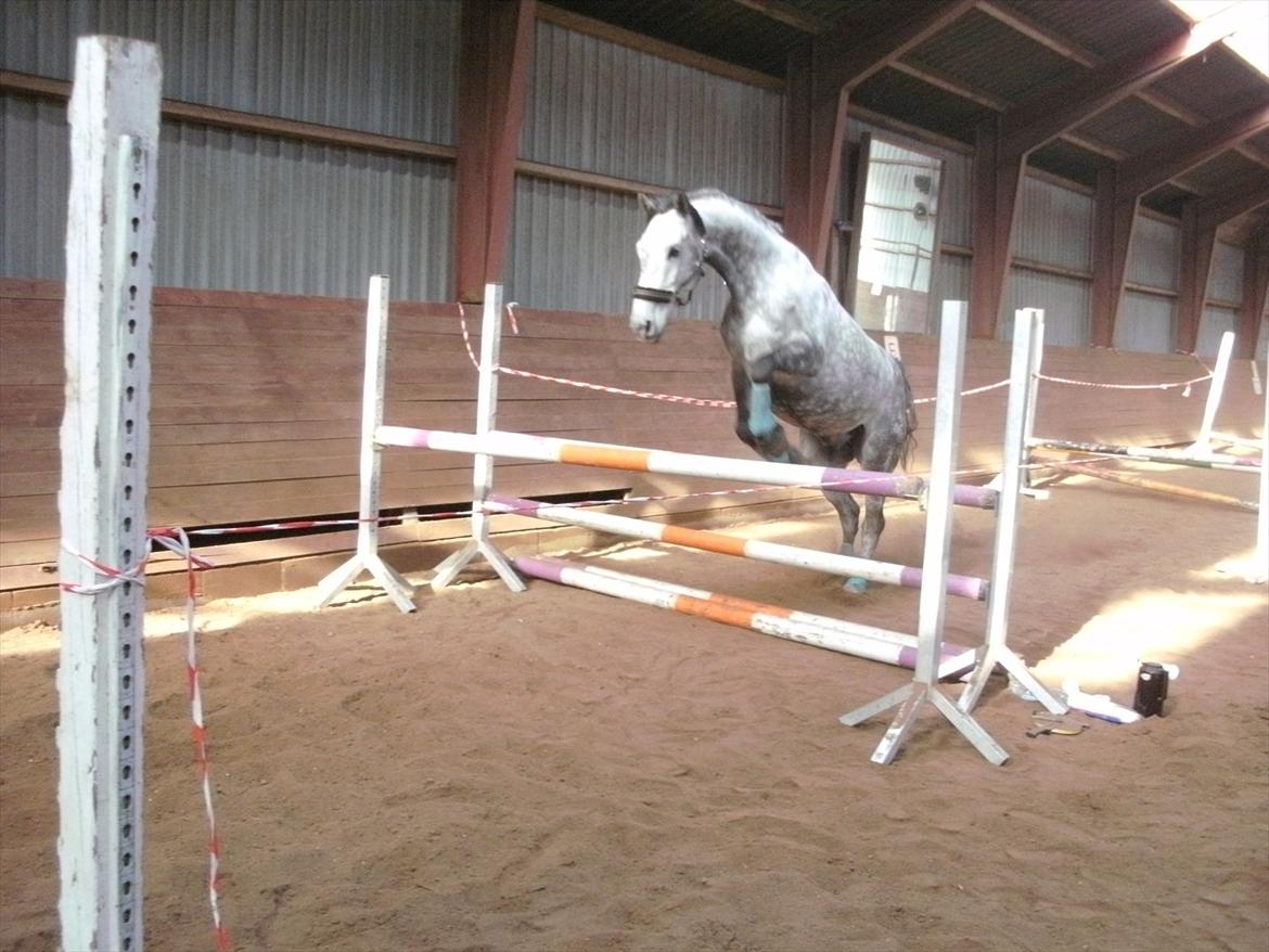 Holstener Armstrong ( Min bedste ven) <3 - Så springer vi sku igen igen.  billede 2