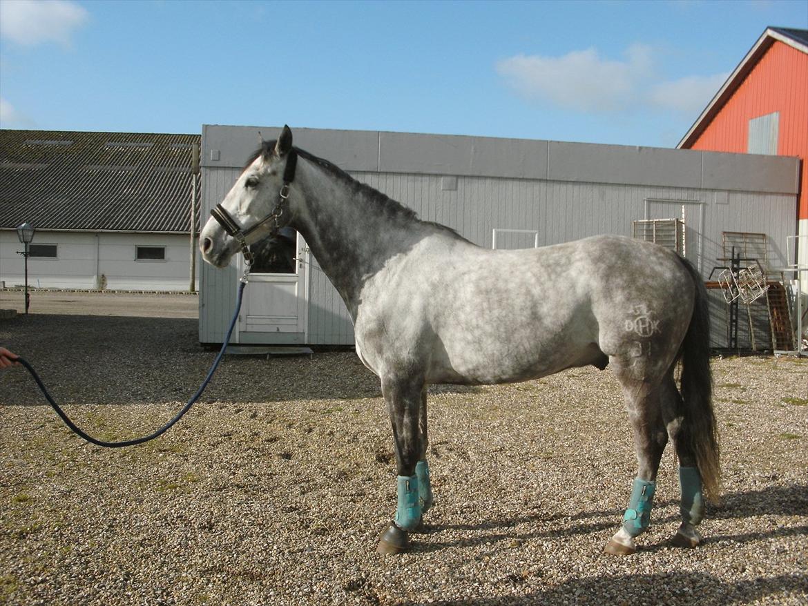 Holstener Armstrong ( Min bedste ven) <3 - <3 billede 7