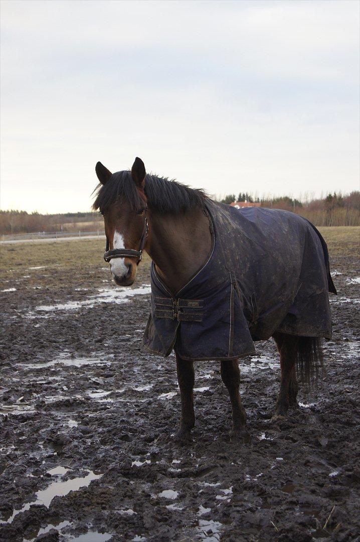 DSP Sir Oliver - Oliver hygger <3. billede 17