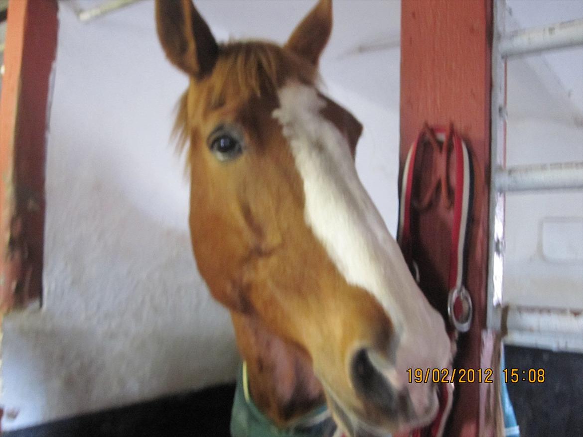 Dansk Varmblod Elmevangs Malou (Sippe) billede 7