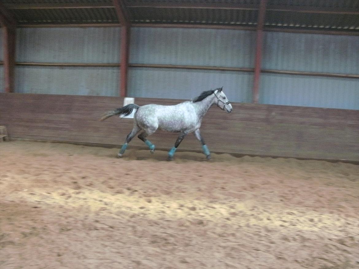 Holstener Armstrong ( Min bedste ven) <3 - SÅÅÅÅ løfter vi lige benet :) hihihiih billede 3