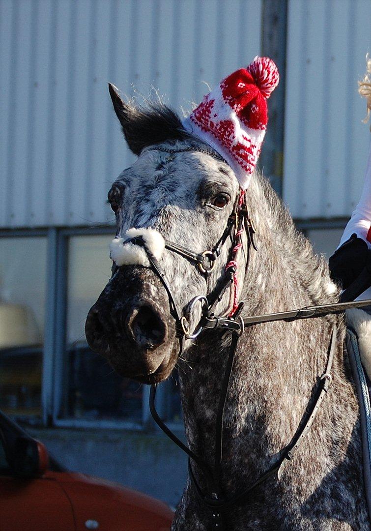 Appaloosa Benno billede 3