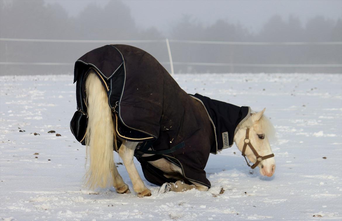 Welsh Pony af Cob-type (sec C) Rosengårdens Nakuma *B-pony* billede 3
