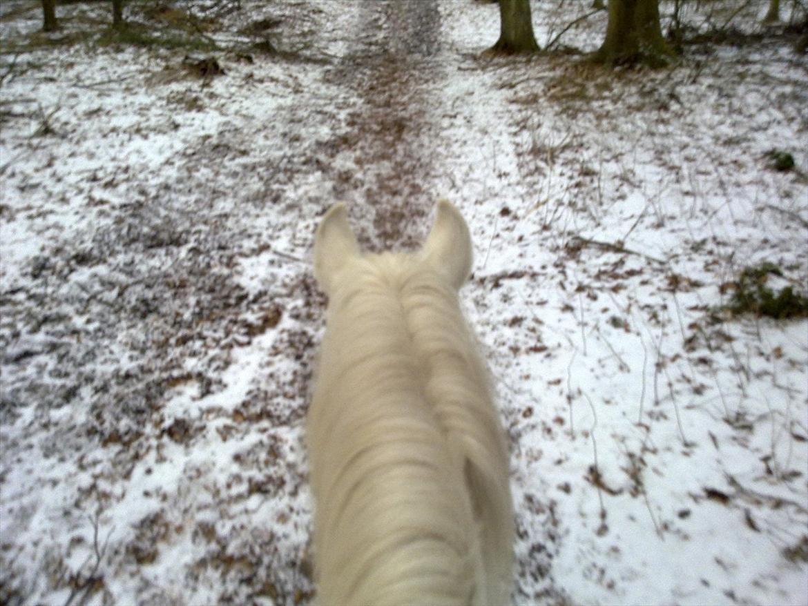 Connemara Columbus - Glad for at komme i skoven? :D billede 10