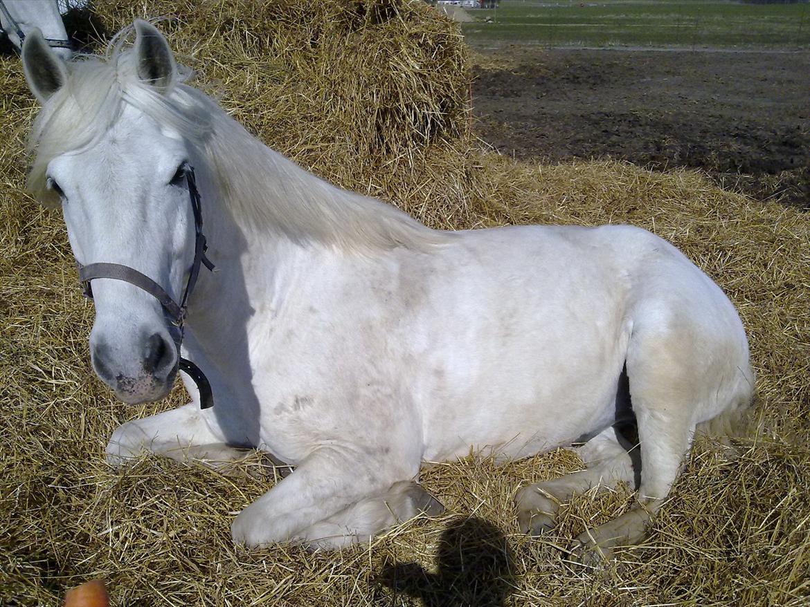 Connemara Columbus - Afslapning på en varm sommerdag :) billede 11