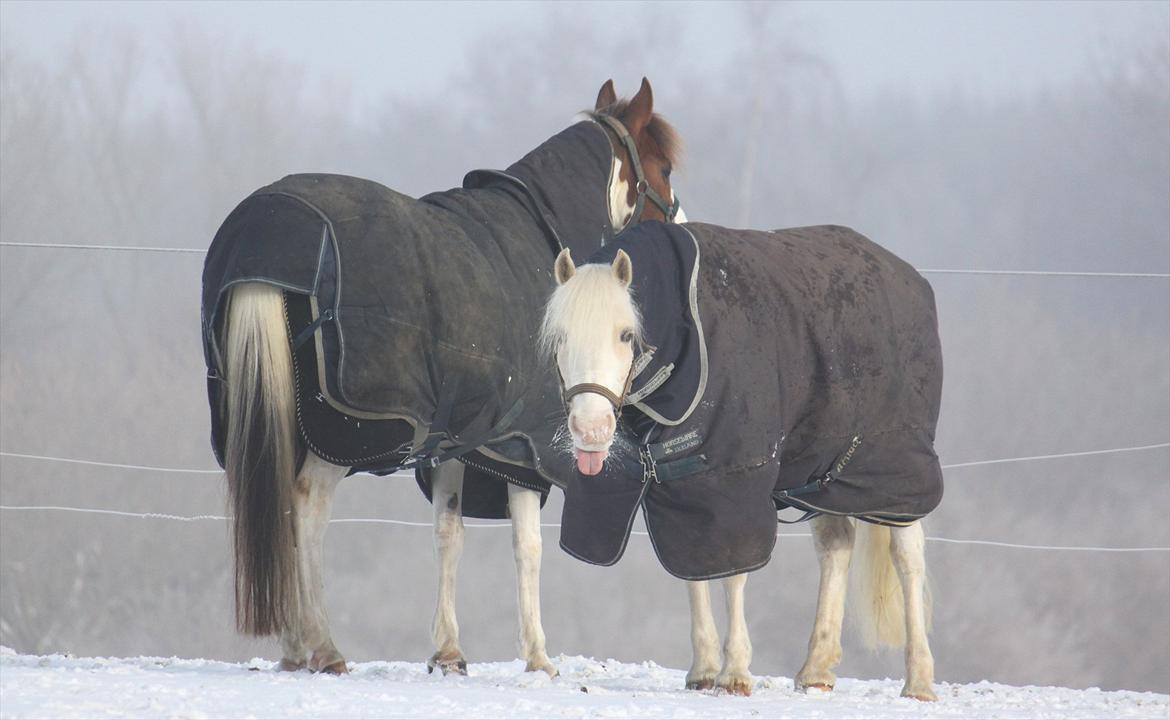 Welsh Pony af Cob-type (sec C) Rosengårdens Nakuma *B-pony* billede 17