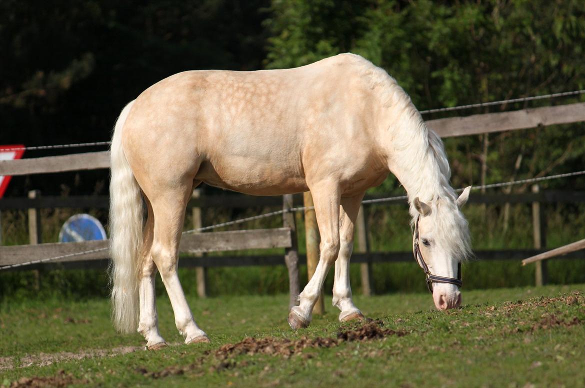 Welsh Pony af Cob-type (sec C) Rosengårdens Nakuma *B-pony* billede 18