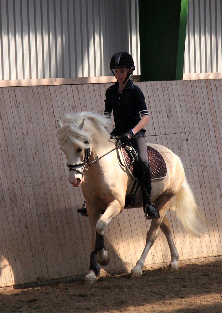 Welsh Pony Af Cob-type (sec C) Rosengårdens Nakuma *B-pony* - Billeder ...