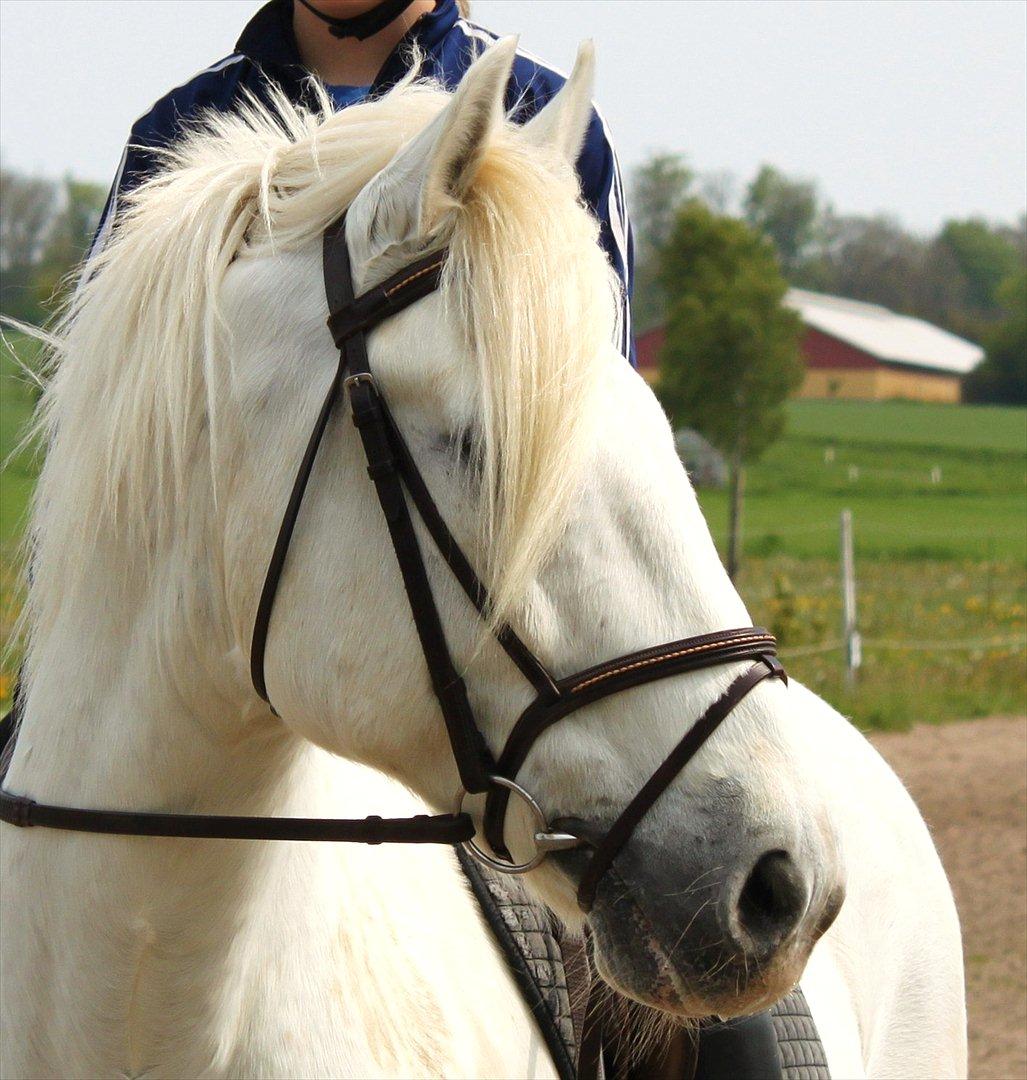 Connemara Columbus - En lille pause midt i dressur træningen. Sommeren 2010 billede 12