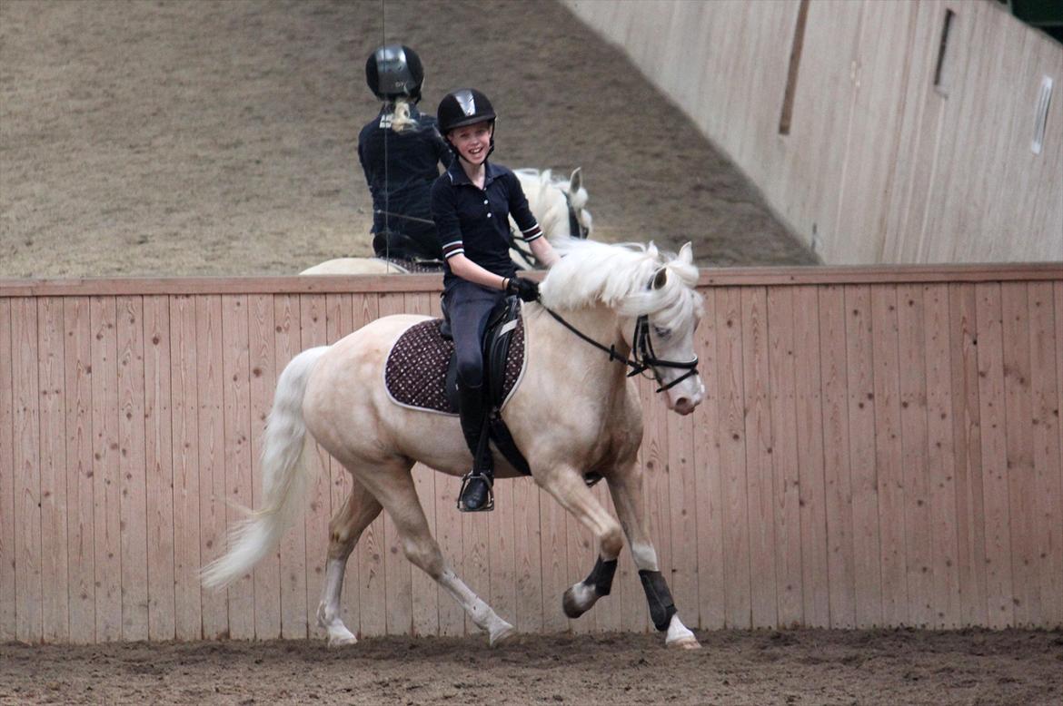 Welsh Pony af Cob-type (sec C) Rosengårdens Nakuma *B-pony* billede 19