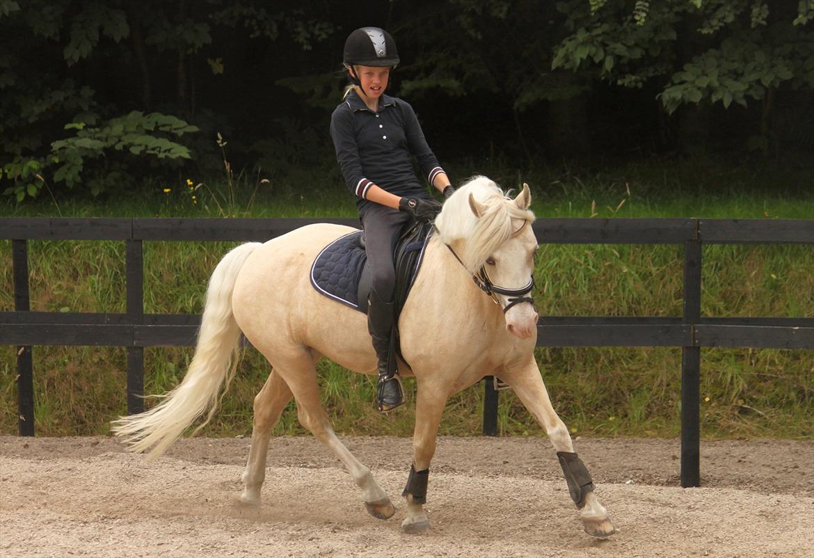 Welsh Pony af Cob-type (sec C) Rosengårdens Nakuma *B-pony* billede 20