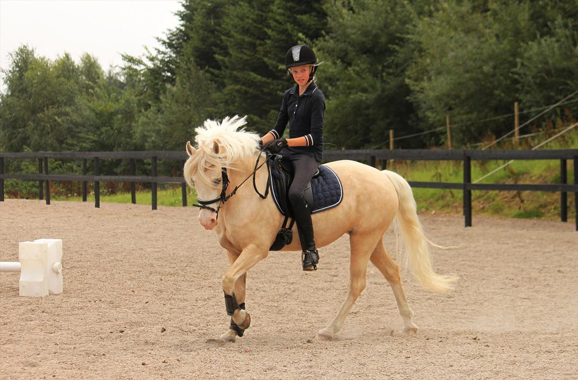 Welsh Pony af Cob-type (sec C) Rosengårdens Nakuma *B-pony* billede 15