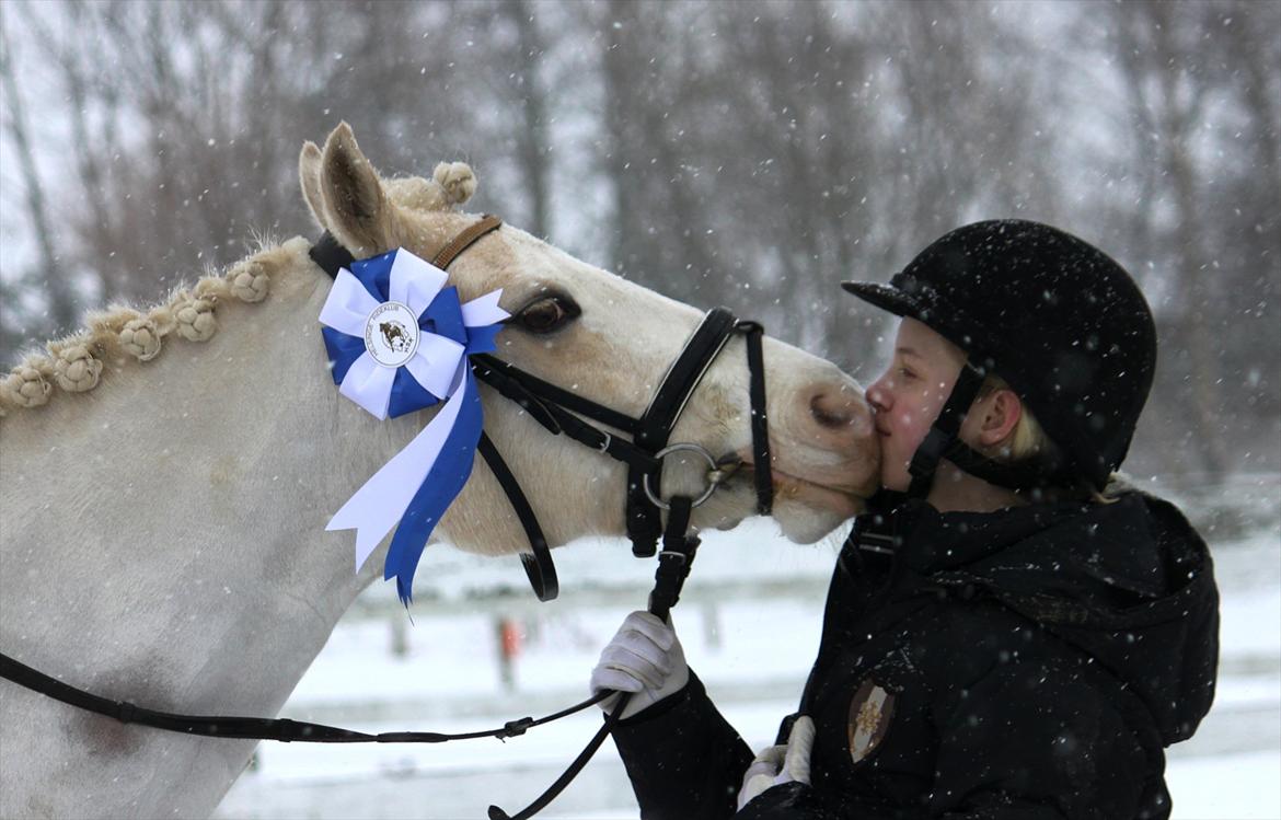 Welsh Pony af Cob-type (sec C) Rosengårdens Nakuma *B-pony* - Den dag vi blev B-rytter & B-pony <3 D. 12/2-12. billede 1