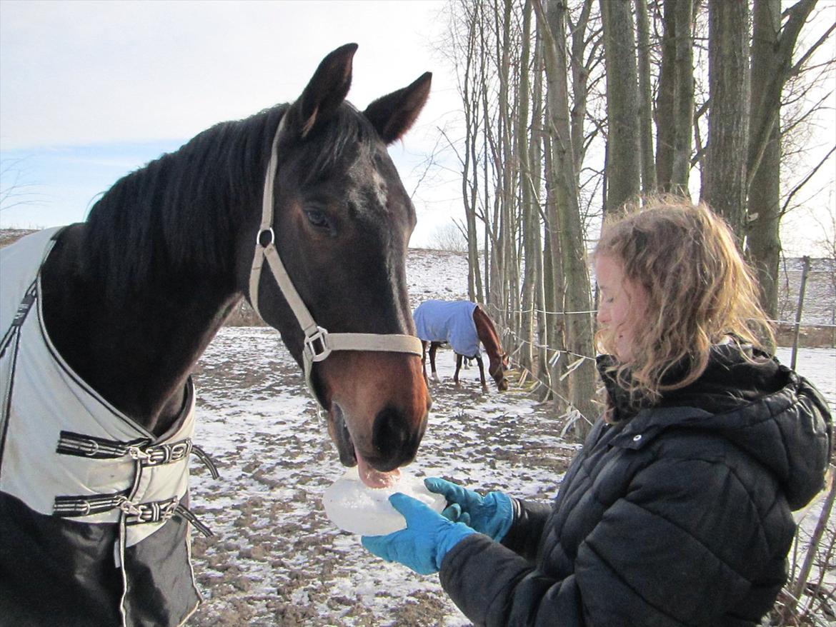 Oldenborg Aliczee - Mums!
Min lille Alli-pige ELSKER is <3 billede 8