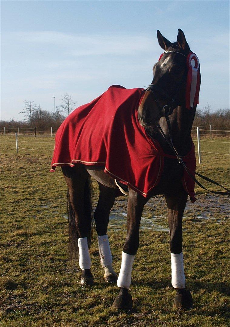 Holstener Dumbledore - Smukke Dumbledore! billede 3