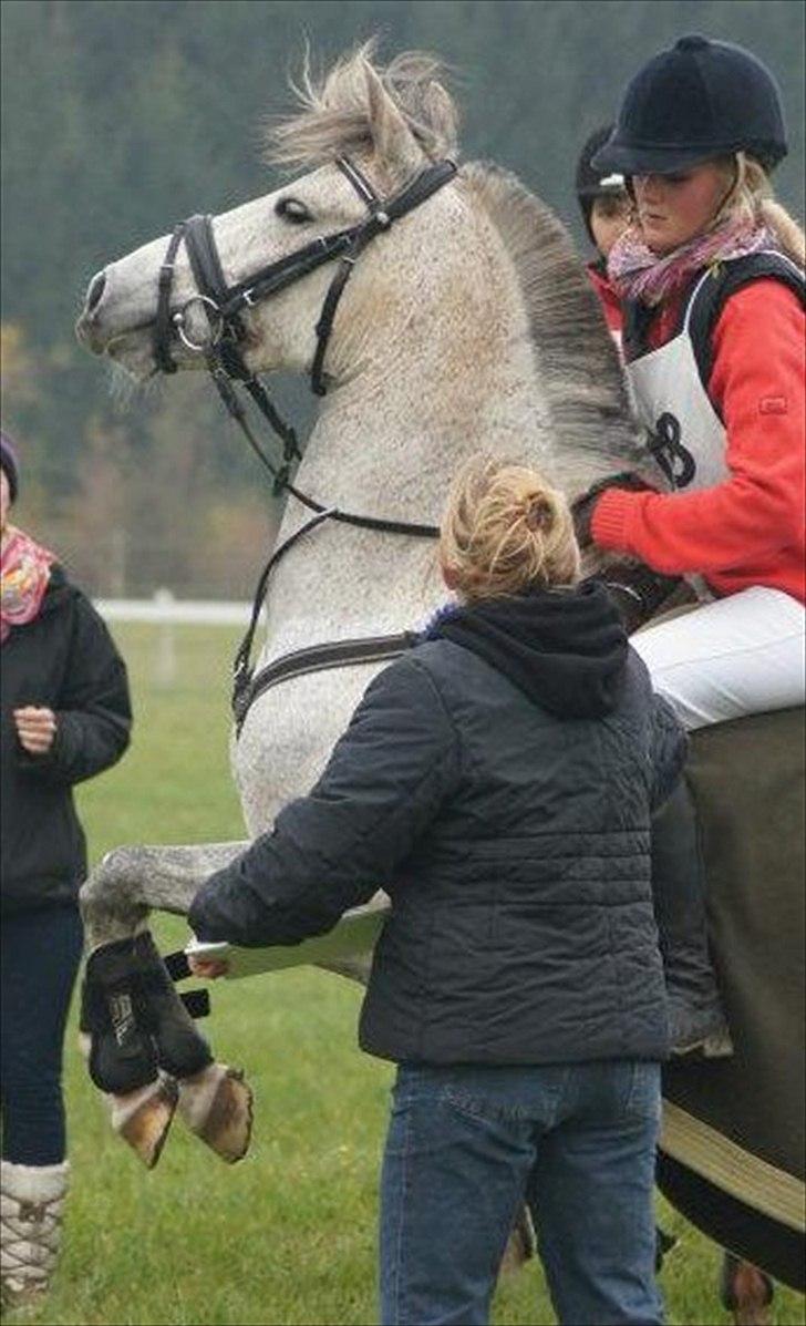 Anden særlig race Simba My Soul Mate - Viiildeeee dreng <3 som vi kender ham, vi skulle til at modtage 2 plads i hubertus jagten Gjern :D billede 13