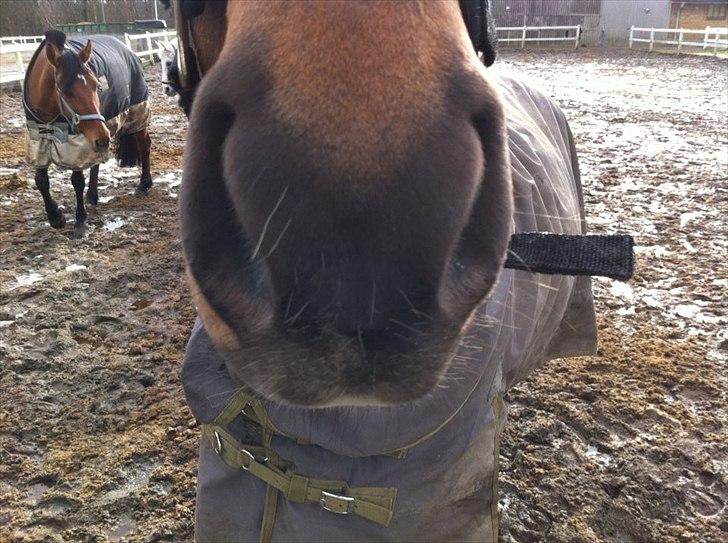 Anden særlig race Andriano - Mule?

foto: Sophie Fromholt billede 6